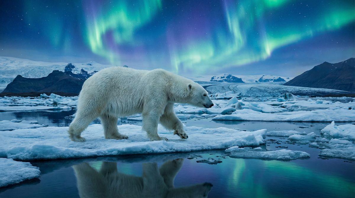 萝莉岛北极熊精选视频